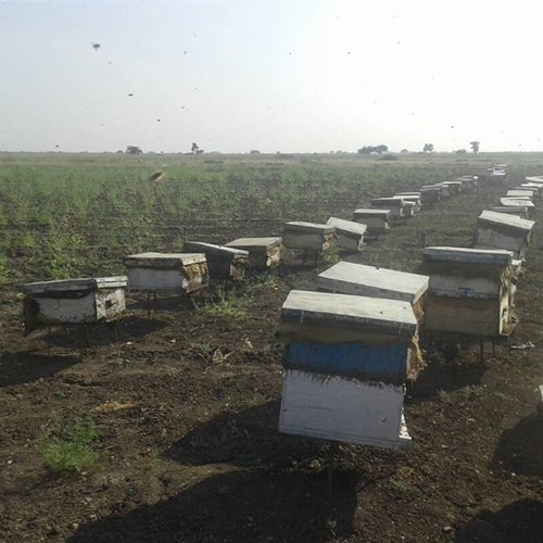 honey wholesale manufacturer in india_1 - Honeybazzar