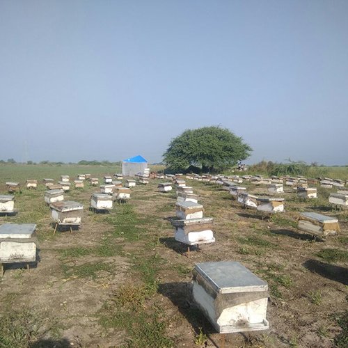 honey wholesale manufacturer in india_2 - Honeybazzar